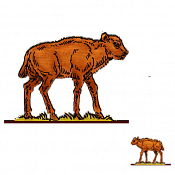 Волшебная фанера Зубры,телята, Теленок 11, Воины и битвы - фото