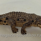 Крокодил, Китай (704-1529) (704-1529)