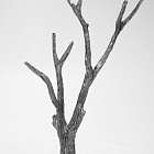Миниатюра из олова Старое дерево 54 мм, Магазин Солдатики