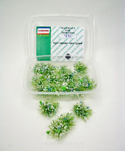 Кустарник цветущий вар.1 Dasmodel (DAS3060) (DAS3060)