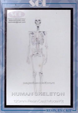 Human Skeleton Solmodel