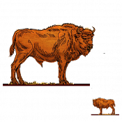 Волшебная фанера Зубры,телята, Зубр 8, Воины и битвы - фото